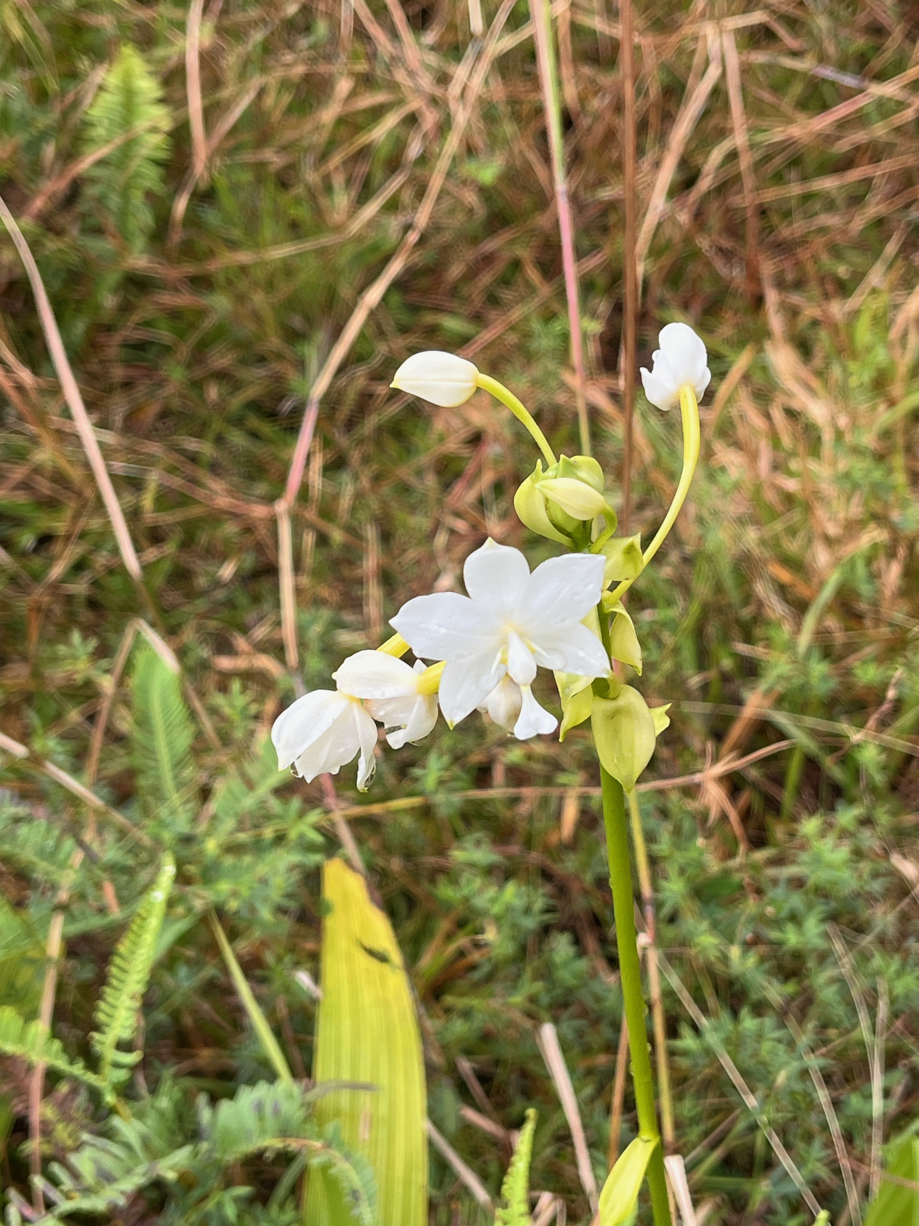 2. Spathoglottis plicata - Orchidée Coco - Orchidaceae - Exo.  IMG_1063.JPG.jpeg