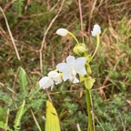 2. Spathoglottis plicata - Orchidée Coco - Orchidaceae - Exo.  IMG_1063.JPG.jpeg