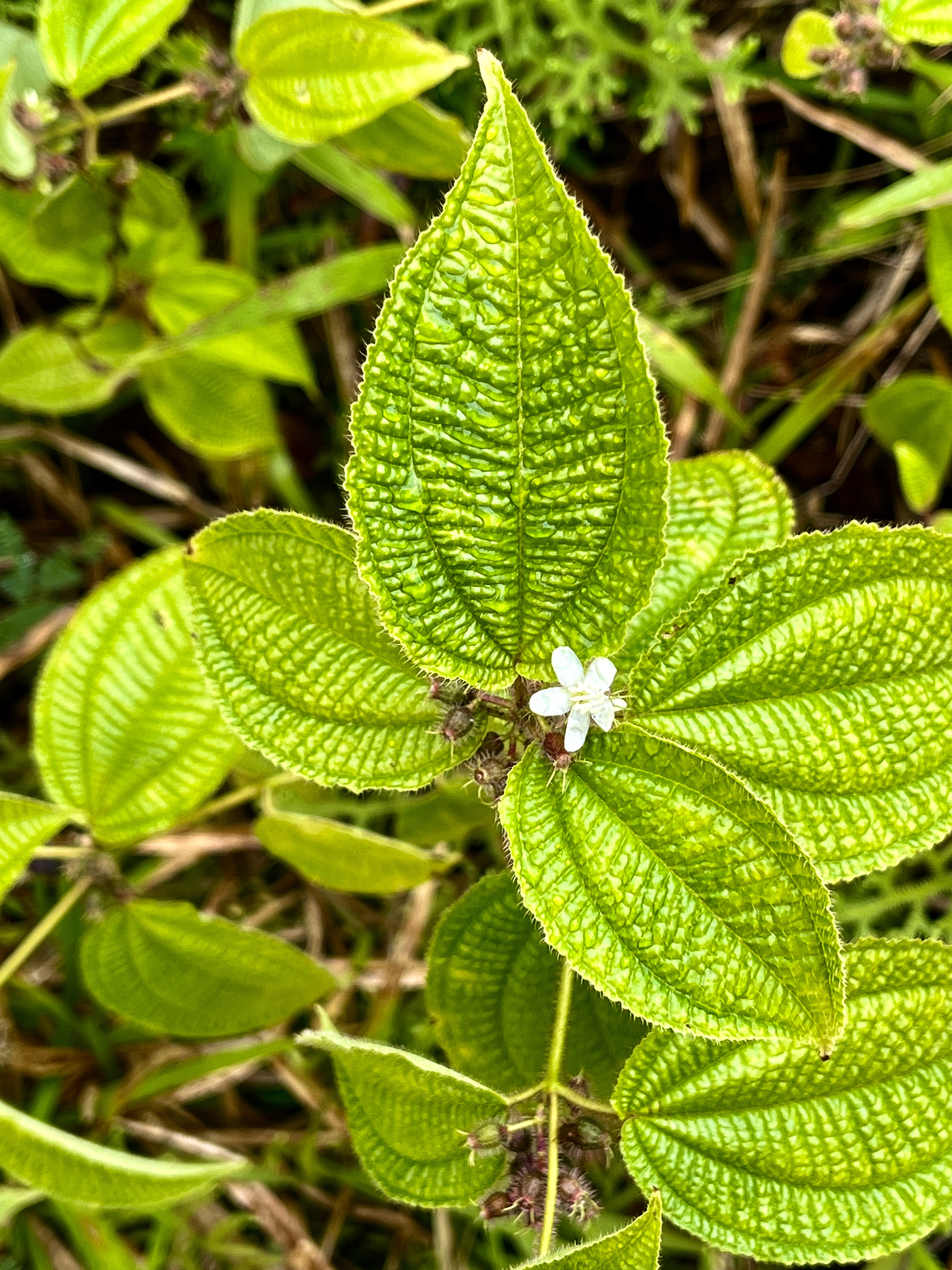 3. Clidemia hirta - Tabac boeuf - Melastomataceae  - Fruit - bonbon bleu.jpeg