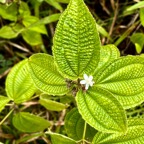 3. Clidemia hirta - Tabac boeuf - Melastomataceae  - Fruit - bonbon bleu.jpeg