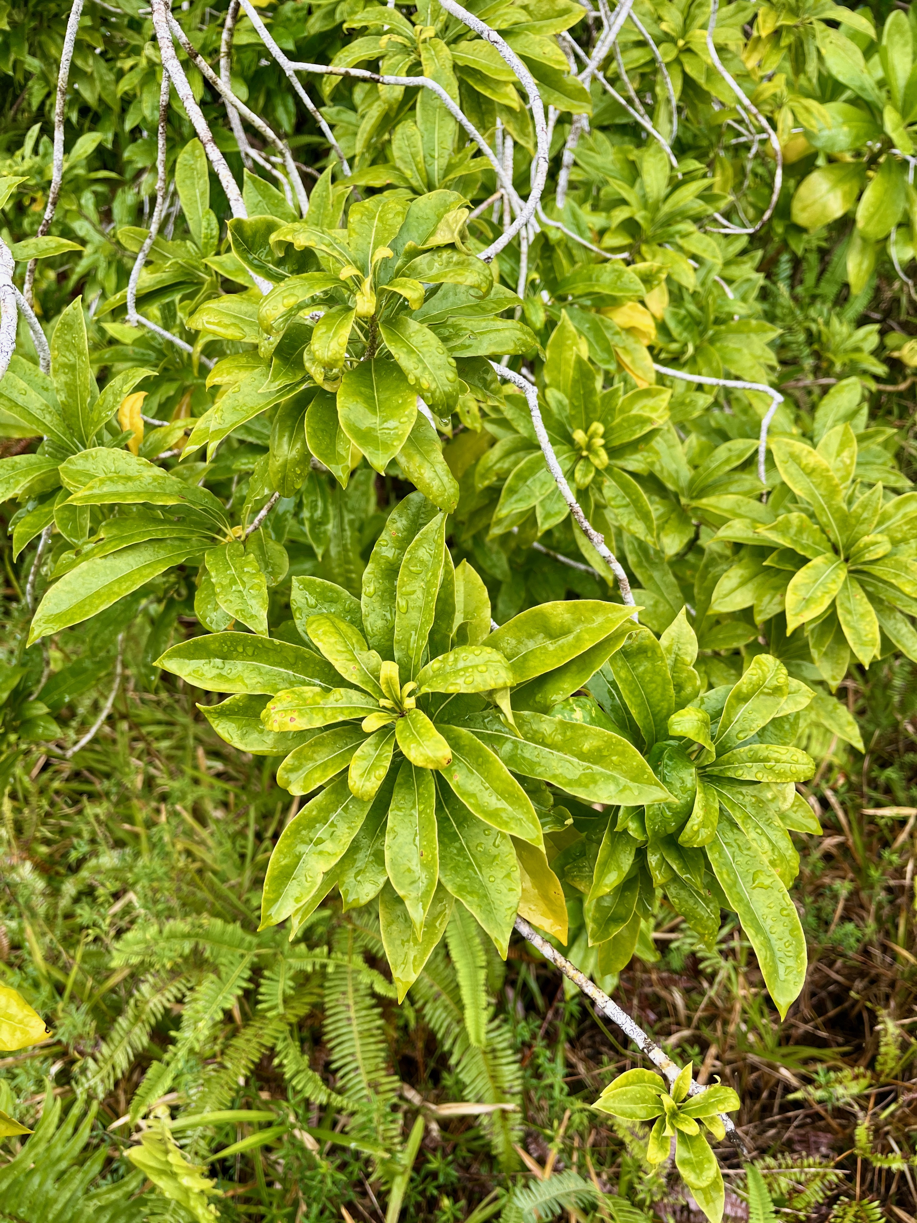 5. ??? Pittosporum Senacia reticulatum - Bois de Joli cœur des Hauts  - Pittosporaceae.jpeg