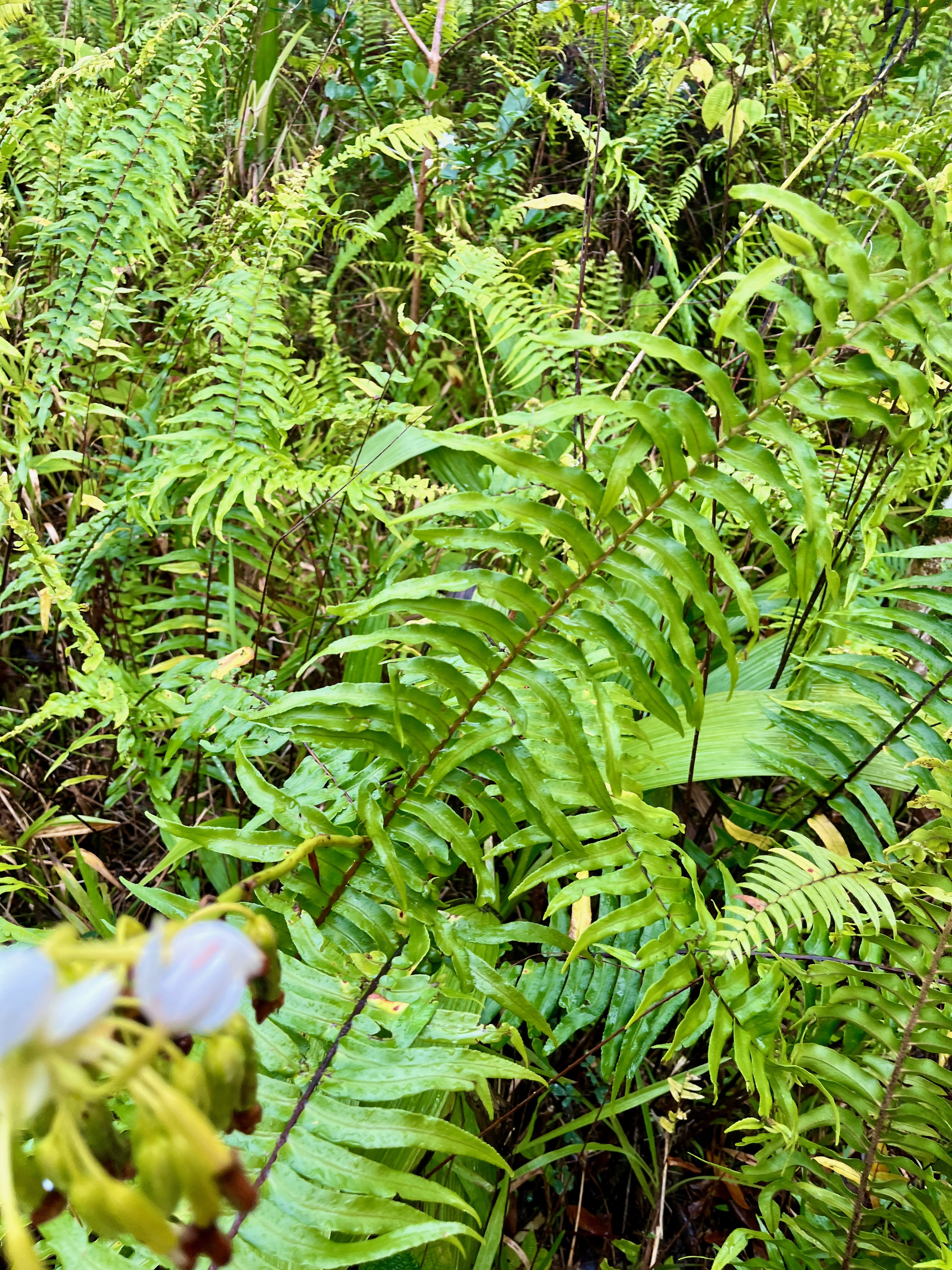 6. Nephrolepis biserrata - Fougère rivière - Nephrolepidaceae.jpeg