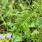 6. Nephrolepis biserrata - Fougère rivière - Nephrolepidaceae.jpeg