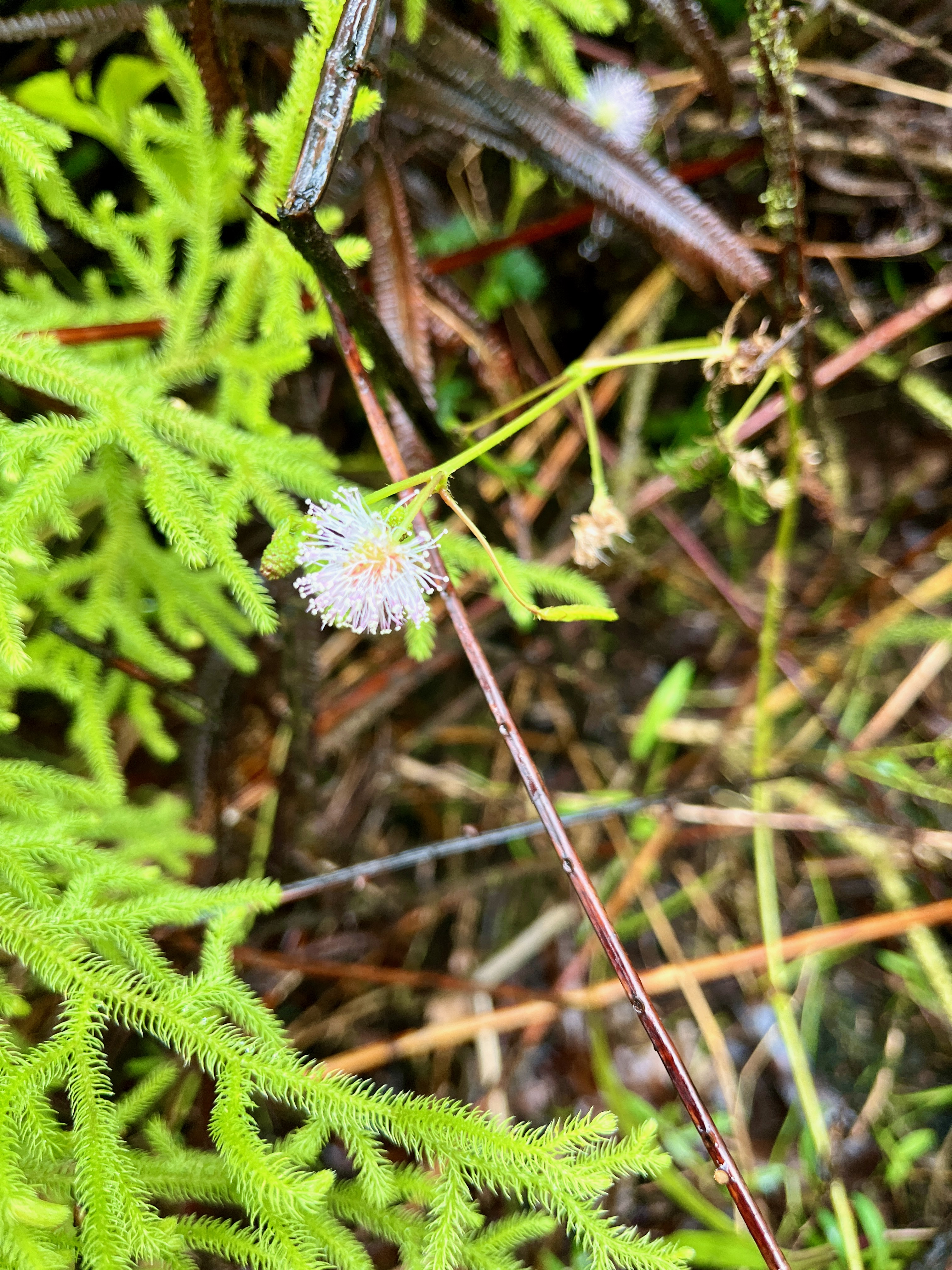 14. Mimosa pudica L. - Sensitive - Fabaceae (Mimosoideae) - Amérique du Sud  IMG_1081.JPG.jpeg