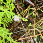 14. Mimosa pudica L. - Sensitive - Fabaceae (Mimosoideae) - Amérique du Sud  IMG_1081.JPG.jpeg