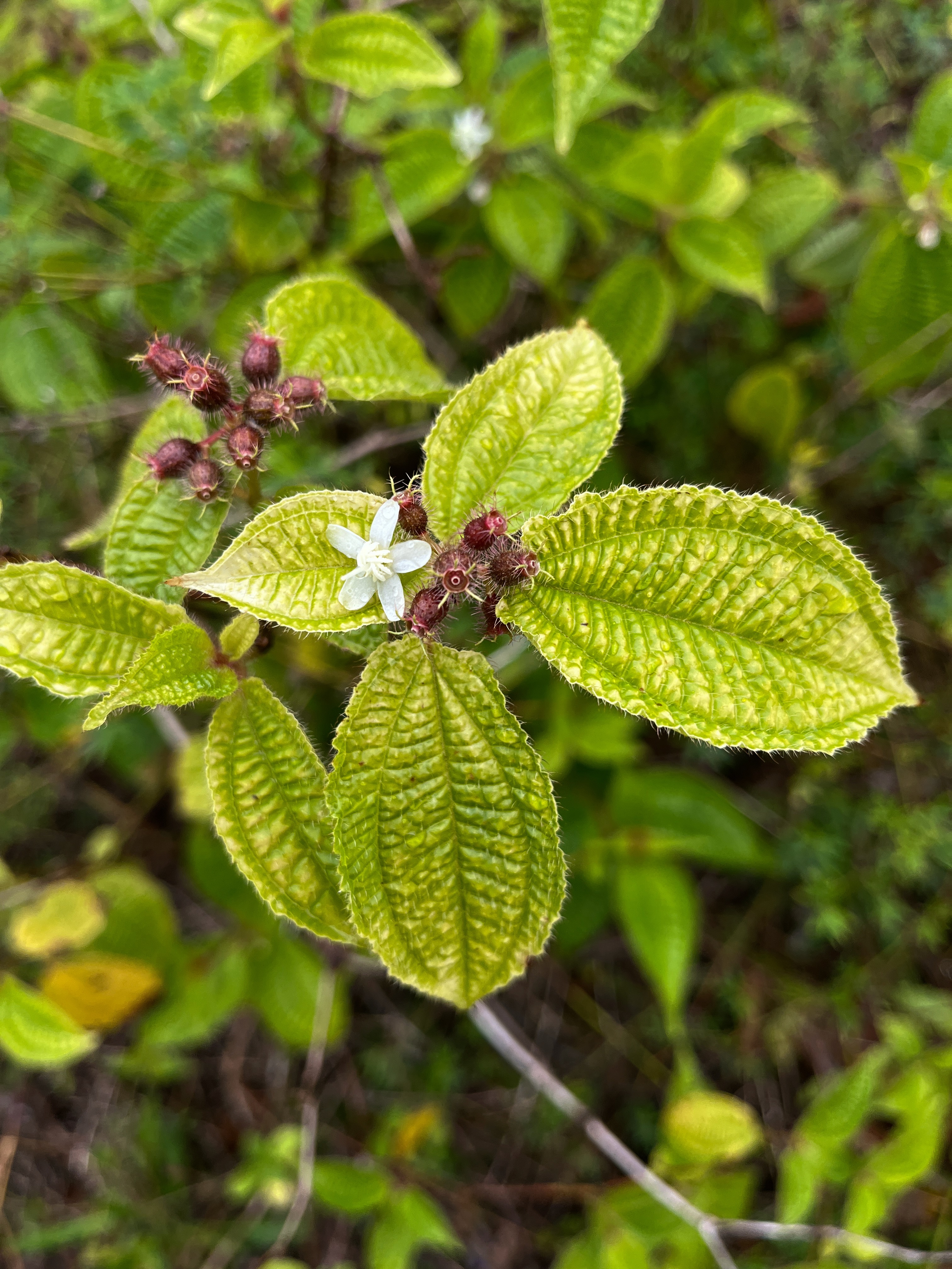 16. Fleur Clidemia hirta - Tabac boeuf - Melastomataceae  - Fruit - bonbon bleu IMG_1082.JPG.jpeg