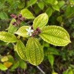 16. Fleur Clidemia hirta - Tabac boeuf - Melastomataceae  - Fruit - bonbon bleu IMG_1082.JPG.jpeg