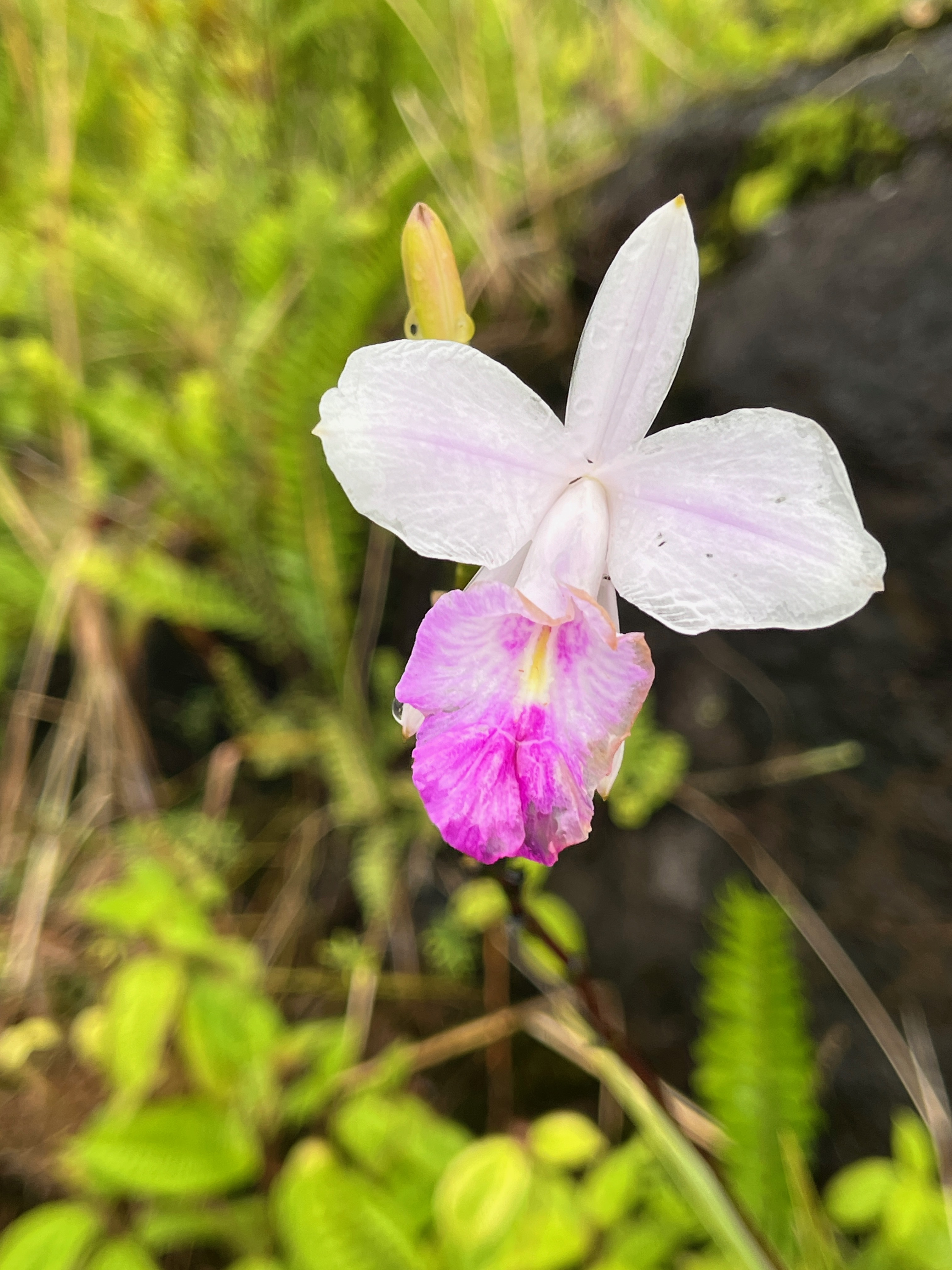 17. Arundina graminifolia - Orchidée bambou - Orchidaceae IMG_1085.JPG.jpeg