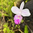 17. Arundina graminifolia - Orchidée bambou - Orchidaceae IMG_1085.JPG.jpeg