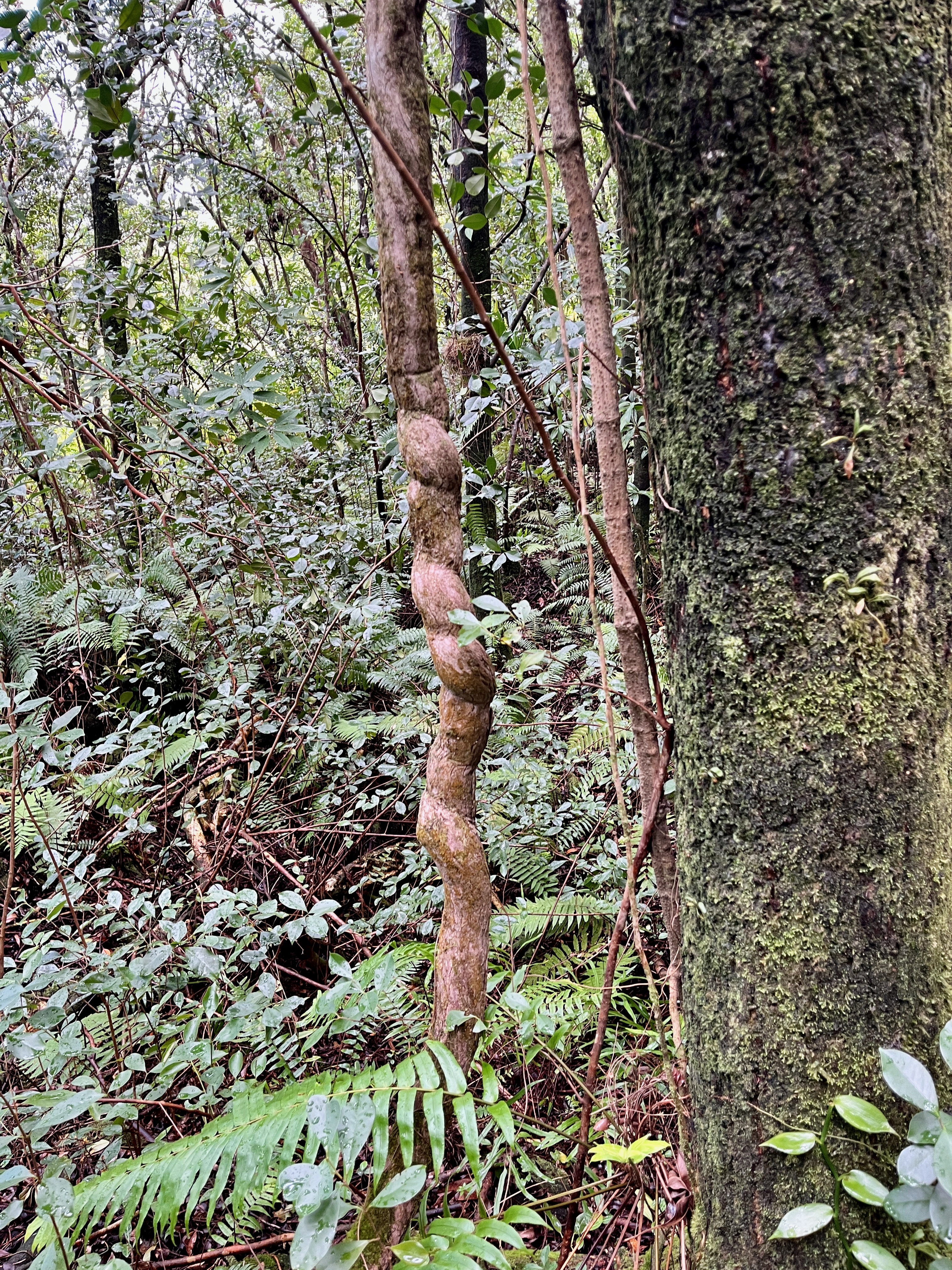 25. (la liane torsadée) Piper borbonense - Lingue poivre - Piperaceae- indigène de la Réunion, Maurice et Madagascar.jpeg