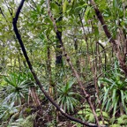 26. (les lianes) Cnestis glabra - Mafatamboa ou Mafatambois - Connaraceae  - indig ène Réunion, Maurice existe à Madagascar IMG_1101.JPG.jpeg