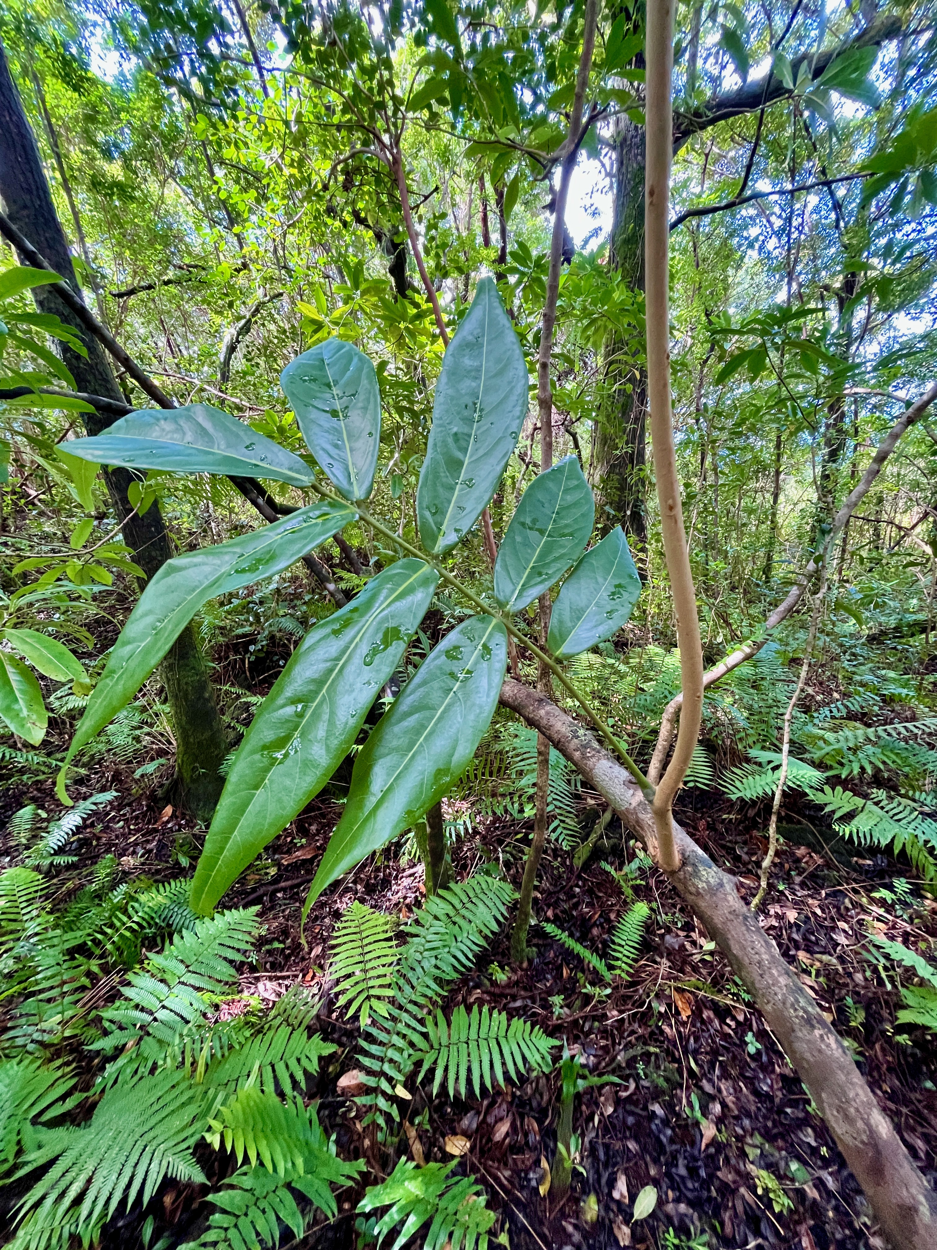 30. Cnestis glabra - Mafatamboa ou Mafatambois - Connaraceae  - indig ène Réunion, Maurice existe à Madagascar IMG_1108.JPG.jpeg