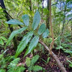 30. Cnestis glabra - Mafatamboa ou Mafatambois - Connaraceae  - indig ène Réunion, Maurice existe à Madagascar IMG_1108.JPG.jpeg