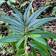 Boehmeria penduliflora.bois de chapelet.urticaceae.amphinaturalisé.très envahissant..jpeg