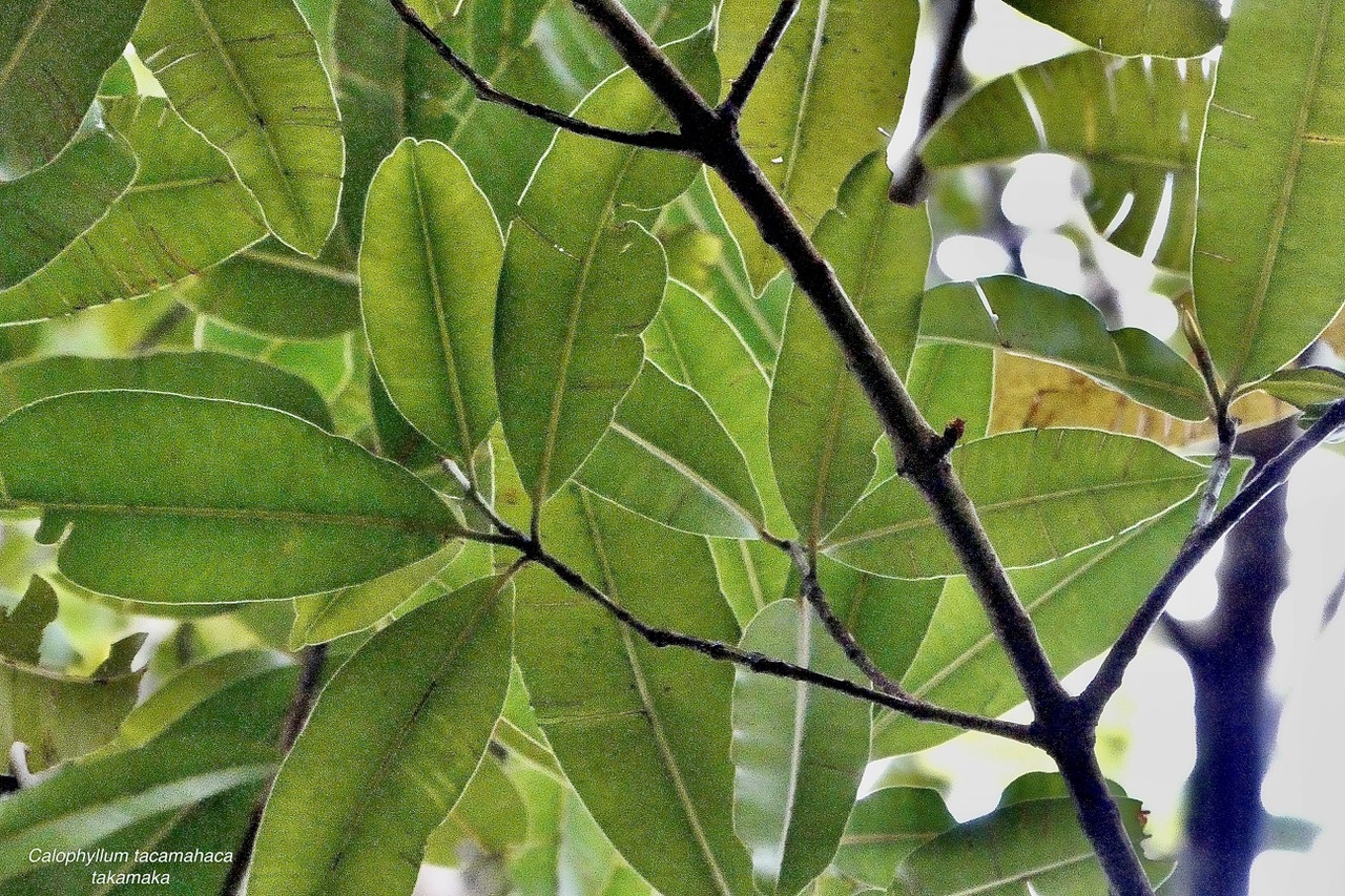 Calophyllum tacamahaca.takamaka.takamaka des hauts.calophyllaceae.endémique Réunion Maurice..jpeg