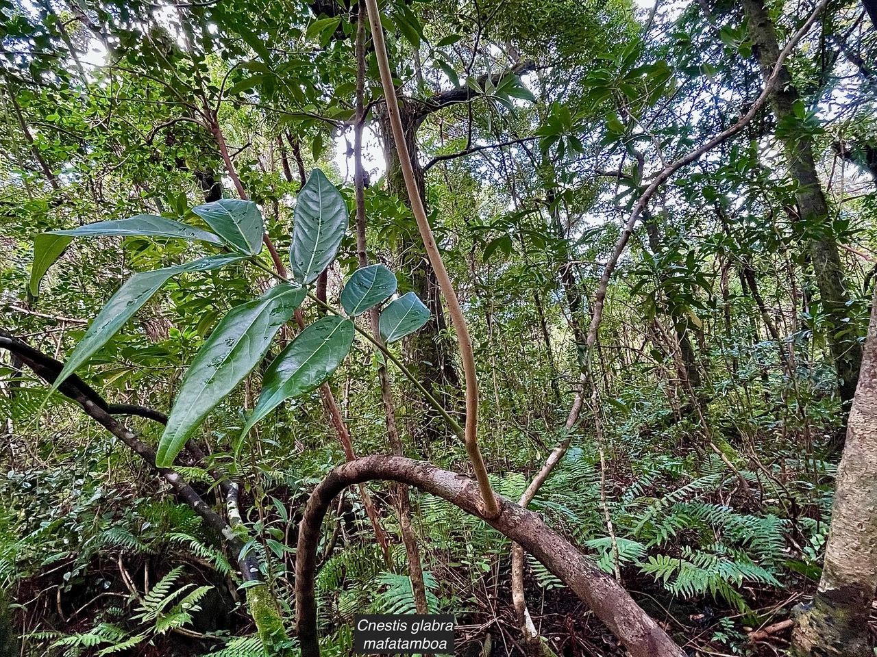 Cnestis glabra Lam.mafatamboa.connaraceae.endémique Madagascar Mascareignes..jpeg