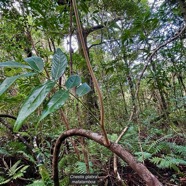 Cnestis glabra Lam.mafatamboa.connaraceae.endémique Madagascar Mascareignes..jpeg