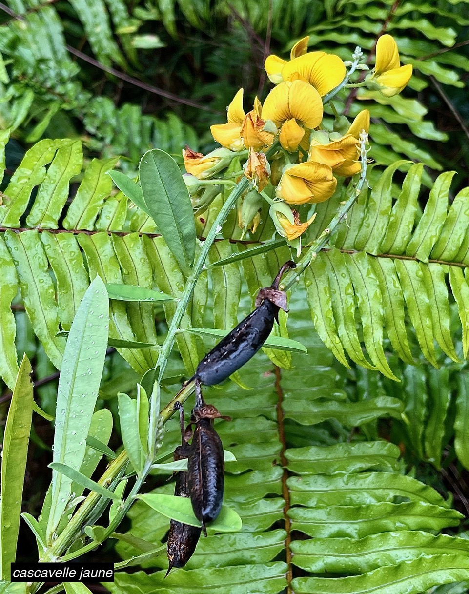 Crotalaria retusa. cascavelle jaune.pois rond marron.fabaceae.cryptogène..jpeg