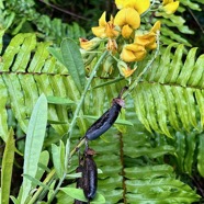 Crotalaria retusa. cascavelle jaune.pois rond marron.fabaceae.cryptogène..jpeg