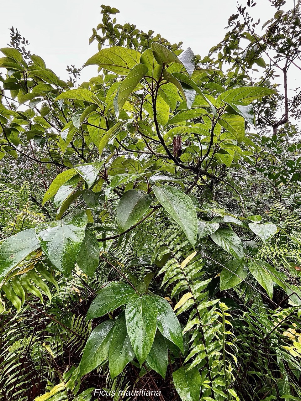 Ficus mauritiana Lam.figue marron.figuier rouge.moraceae.endémique Réunion Maurice..jpeg