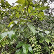 Ficus mauritiana Lam.figue marron.figuier rouge.moraceae.endémique Réunion Maurice..jpeg