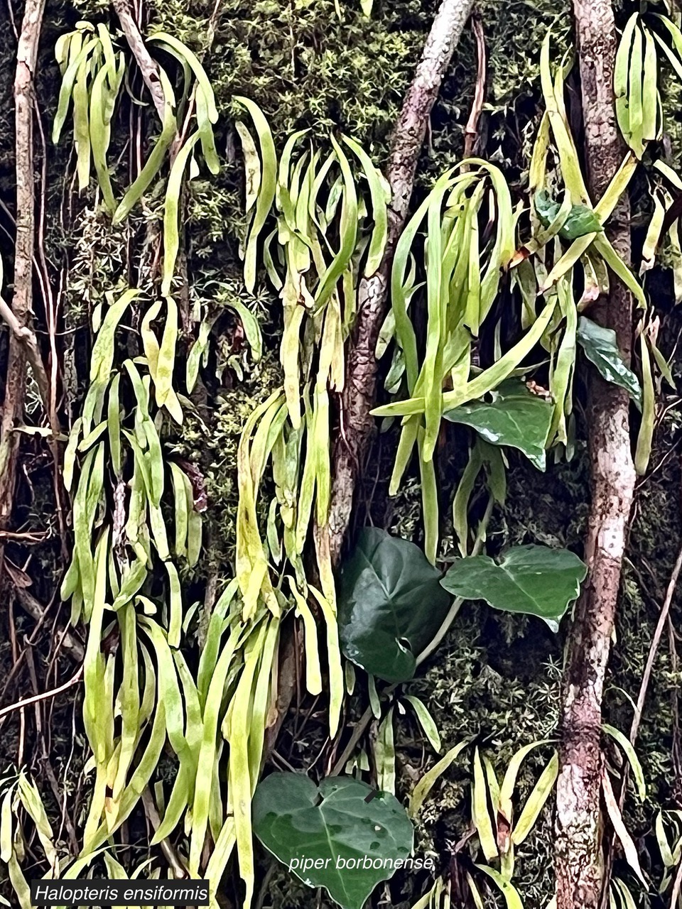 Haplorteris ensiformis.(ex Vitttaria ).pteridaceae.indigène Réunion. (1).jpeg