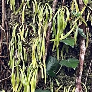 Haplorteris ensiformis.(ex Vitttaria ).pteridaceae.indigène Réunion. (1).jpeg