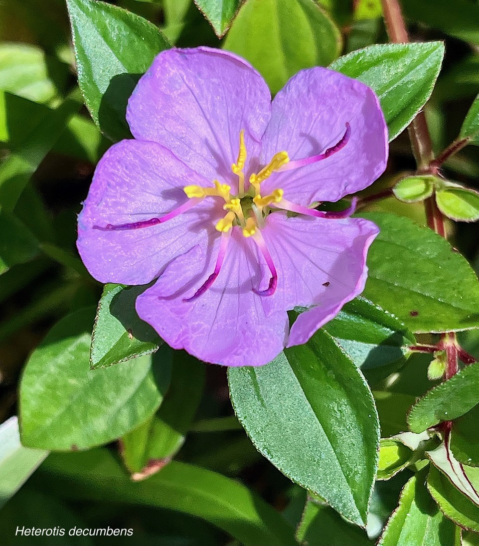 Heterotis decumbens.melastomataceae.espèce cultivée.( amphinaturalisé ).jpeg