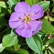 Heterotis decumbens.melastomataceae.espèce cultivée.( amphinaturalisé ).jpeg