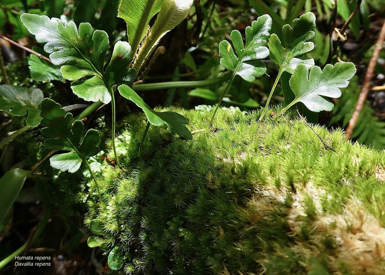 Humata repens (L.f.)J.Sm.exDiels.(Davallia repens.)davalliaceae.indigène Réunion. (1).jpeg