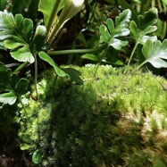 Humata repens (L.f.)J.Sm.exDiels.(Davallia repens.)davalliaceae.indigène Réunion. (1).jpeg