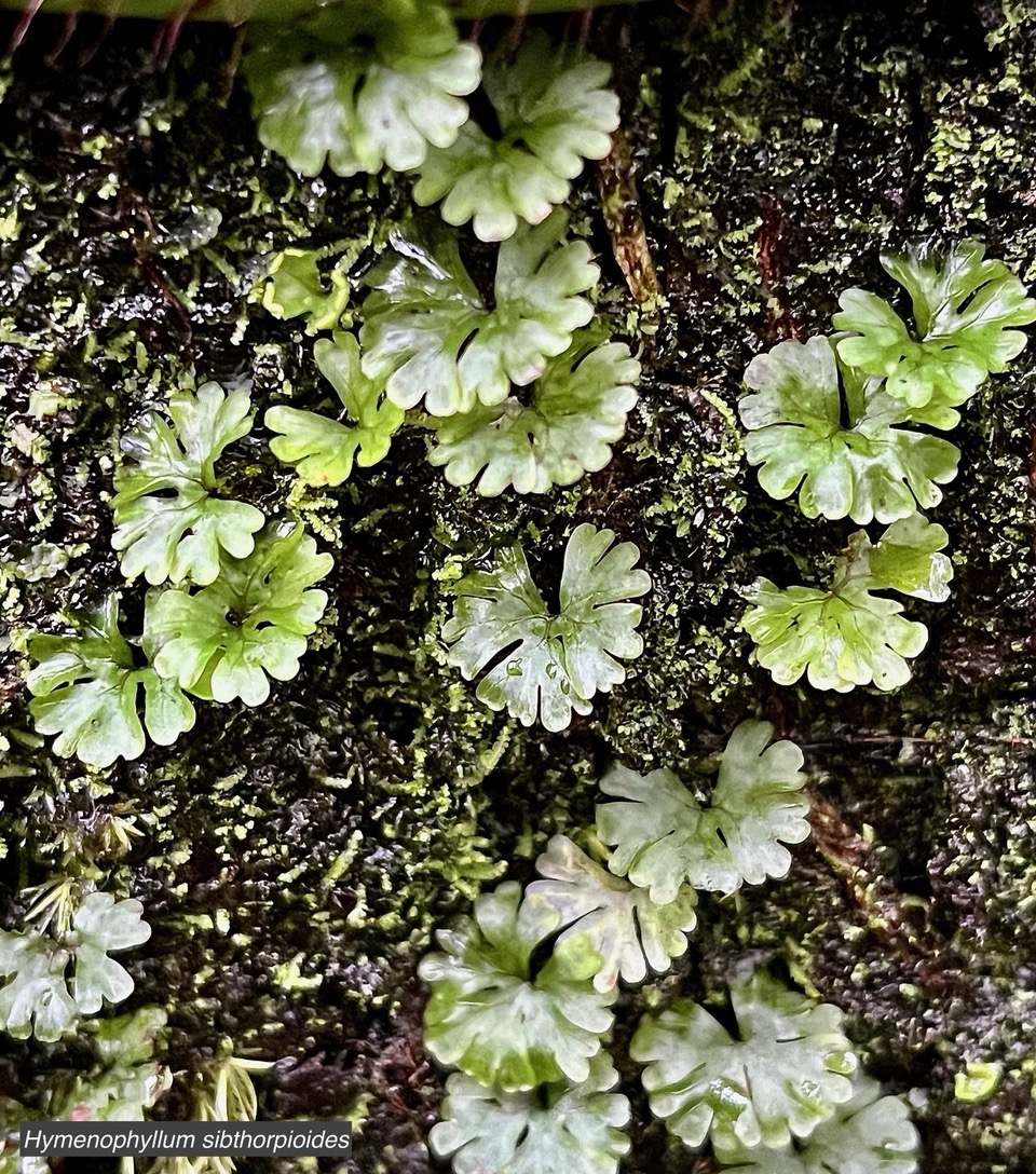 Hymenophyllum sibthorpioides.hymenophyllaceae.indigène Réunion..jpeg