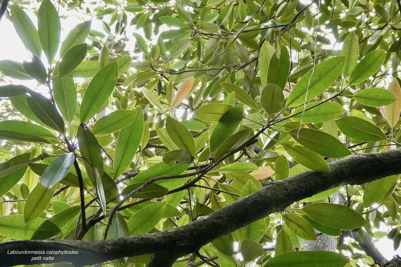 Labourdonnaisia calophylloides. petit natte .sapotaceae. endémique Réunion Maurice ..jpeg