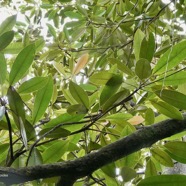 Labourdonnaisia calophylloides. petit natte .sapotaceae. endémique Réunion Maurice ..jpeg