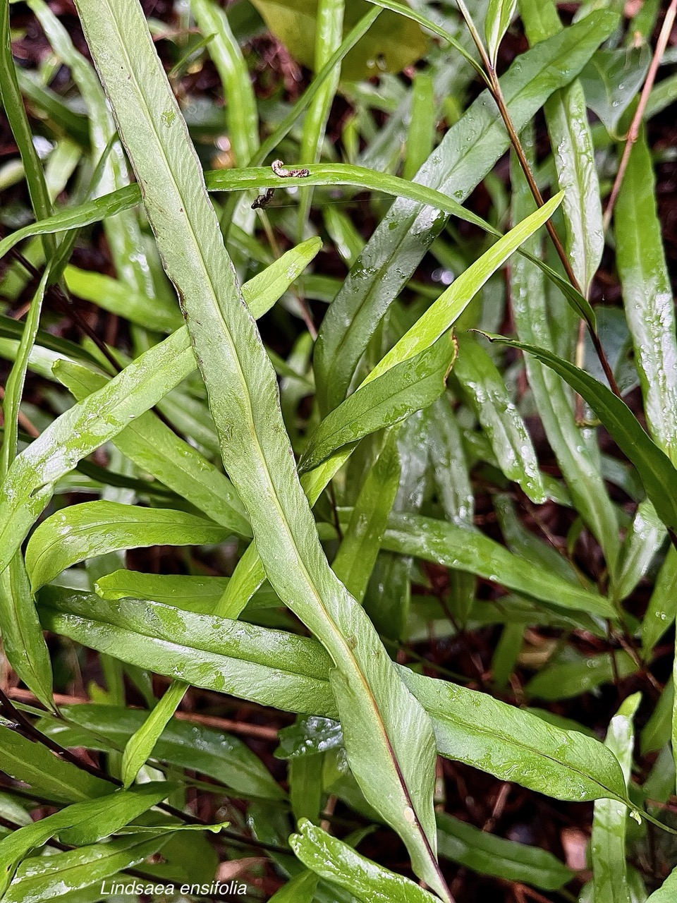 Lindsaea ensifolia.lindsaeaceae.indigène Réunion. (1).jpeg