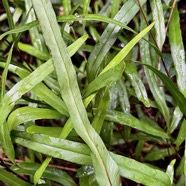 Lindsaea ensifolia.lindsaeaceae.indigène Réunion. (1).jpeg