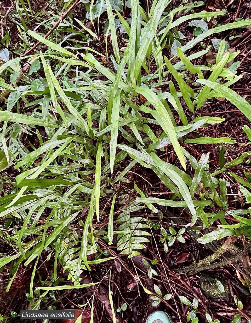 Lindsaea ensifolia.lindsaeaceae.indigène Réunion. (2).jpeg