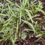 Lindsaea ensifolia.lindsaeaceae.indigène Réunion. (2).jpeg