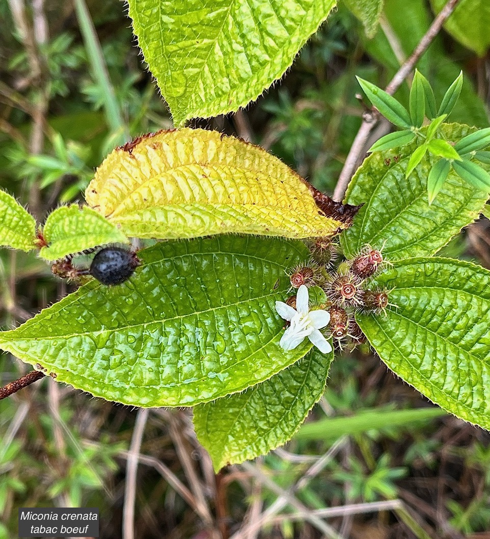 Miconia crenata.( Clidemia hirta ) tabac boeuf.melastomataceae.espèce envahissante..jpeg