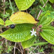 Miconia crenata.( Clidemia hirta ) tabac boeuf.melastomataceae.espèce envahissante..jpeg