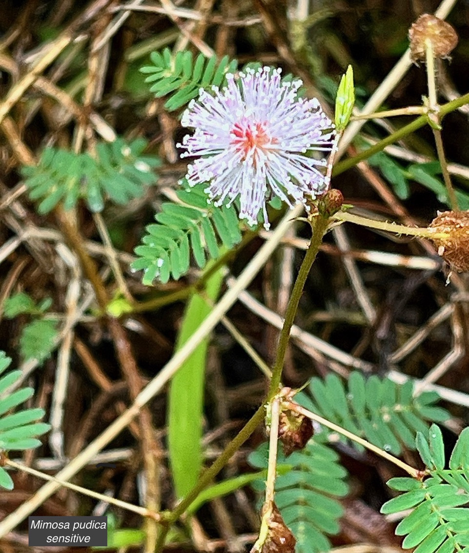 Mimosa pudica.sensitive.fabaceae.amphinaturalisé..jpeg