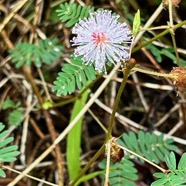 Mimosa pudica.sensitive.fabaceae.amphinaturalisé..jpeg