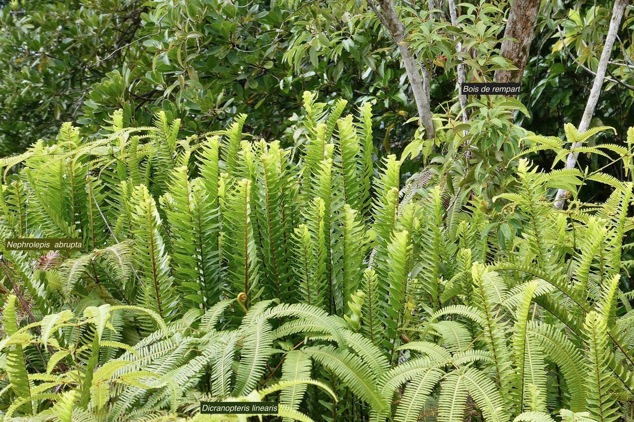 Nephrolepis abrupta (Bory) Mett.neprolepidaceae.endémique Madagascar Mascareignes.( au milieu ).jpeg