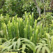 Nephrolepis abrupta (Bory) Mett.neprolepidaceae.endémique Madagascar Mascareignes.( au milieu ).jpeg