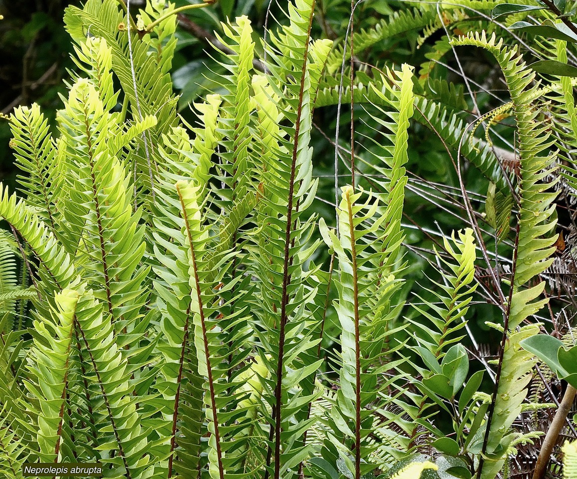 Nephrolepis abrupta (Bory) Mett.neprolepidaceae.endémique Madagascar Mascareignes..jpeg