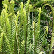 Nephrolepis abrupta (Bory) Mett.neprolepidaceae.endémique Madagascar Mascareignes..jpeg