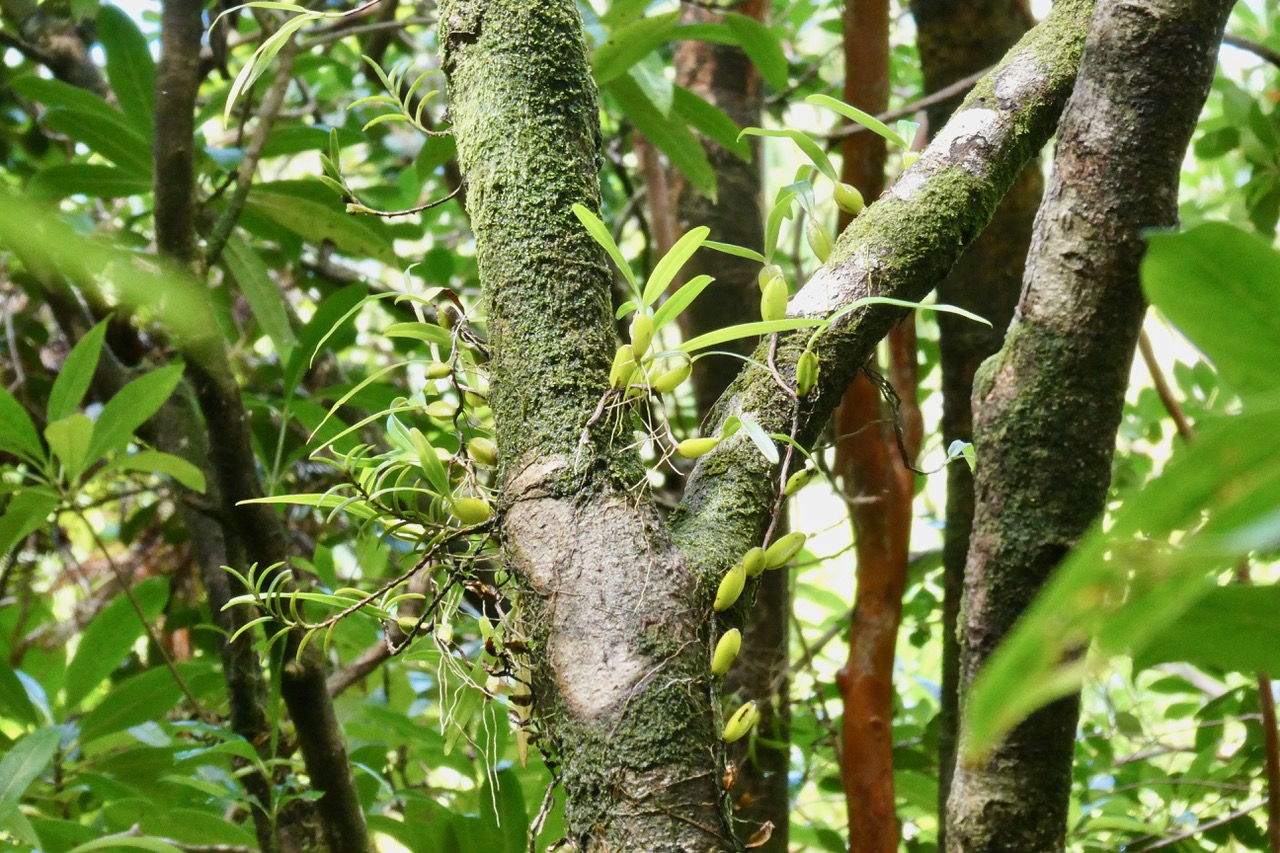 orchidées épiphytes.jpeg