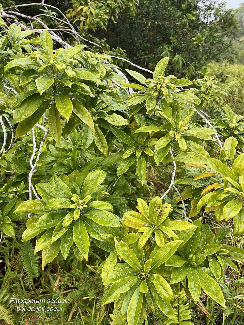 Pittosporum senacia.bois de joli coeur.pitttosporaceae.endémique Réunion Maurice..jpeg