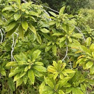 Pittosporum senacia.bois de joli coeur.pitttosporaceae.endémique Réunion Maurice..jpeg