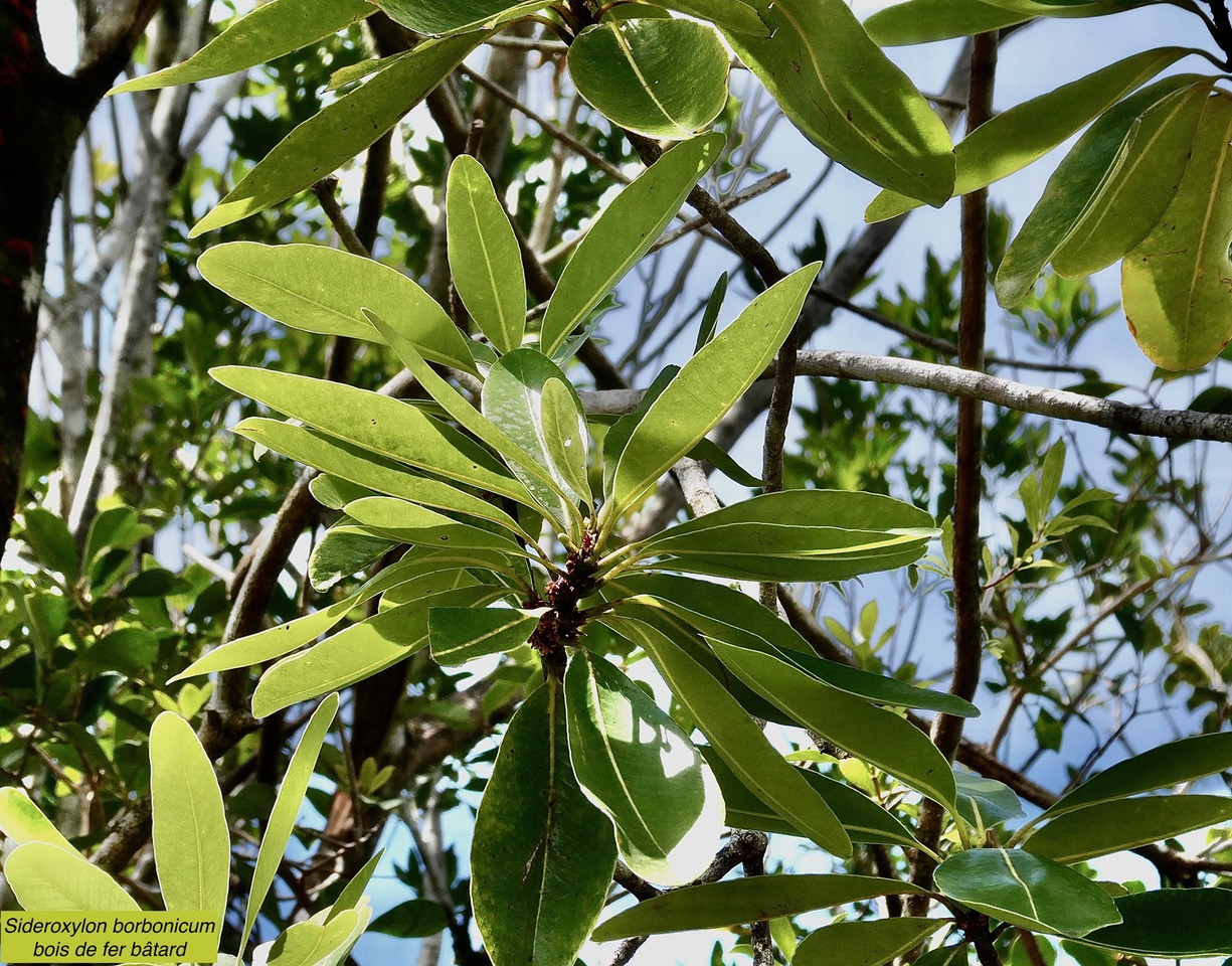 Sideroxylon borbonicum  Bois de fer bâtard .natte coudine .( avec boutons floraux ) sapotaceae.endémique Réunion.jpeg